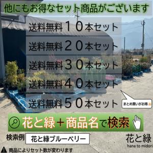 エゴノキ 樹高0.3m前後 10.5cmポット...の詳細画像3