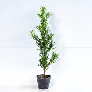 ラカンマキ 樹高0.5m前後 15cmポット （50本セット）（送料無料） 苗 植木 苗木