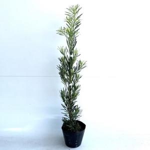 ラカンマキ 樹高0.4m前後 10.5cmポット （10本セット）（送料無料） 苗