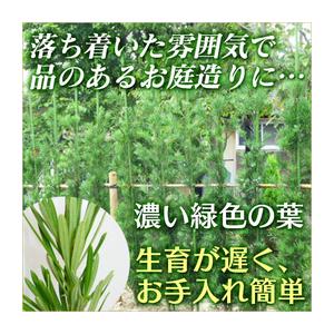 ラカンマキ 樹高0.8m前後 15cmポット ...の詳細画像1