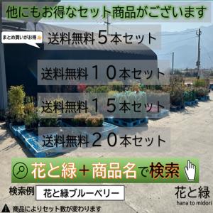 ヒサカキ 樹高0.4m前後 15cmポット (...の詳細画像3