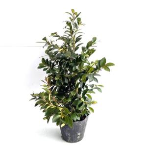 ヒサカキ 樹高0.4m前後 15cmポット （40本セット）（送料無料） 苗 植木 苗木 庭
