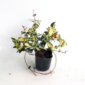 テイカカズラ 黄金錦 / 9.0cmポット （5本セット）（送料無料）  苗 植木 苗木