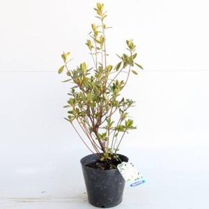 クルメツツジ（白） 樹高0.3m前後 13.5cmポット （60本セット）（送料無料） 苗 植木 苗木