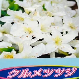 クルメツツジ(白) 樹高0.3m前後 13.5...の詳細画像1