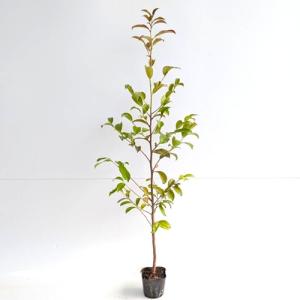 サカキ （ホンサカキ） 本榊 樹高0.8m前後 10.5cmポット （50本セット）（送料無料） 苗 植木 苗木 さかき