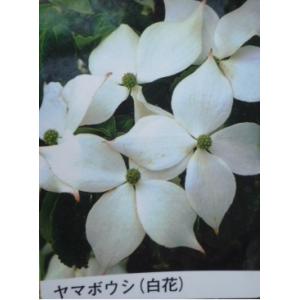 ヤマボウシ 樹高0.3m前後 10.5cmポッ...の詳細画像1