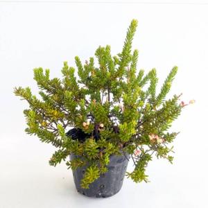 グレビレア ラニゲラ 樹高0.1m前後 15cmポット （20本セット）（送料無料） 苗 植木 苗木 庭