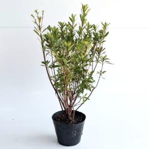サツキツツジ（さつき） 樹高0.25m前後 12.0cmポット （60本セット）（送料無料） 苗 植木 苗木 庭