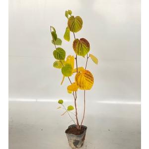 トサミズキ 樹高0.3m前後 15cmポット （40本セット）（送料無料） 苗 植木 苗木 庭