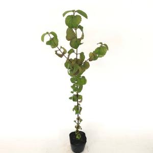 ガマズミ 樹高0.3m前後 10.5cmポット （150本セット）（送料無料） 苗 植木 苗木 庭
