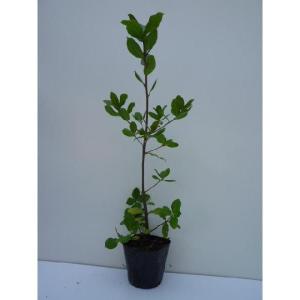ウバメガシ 樹高0.5m前後 10.5cmポット （150本セット）（送料無料） 苗 植木 苗木 庭