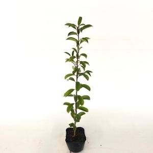 クロガネモチ 樹高0.3m前後 10.5cmポット （100本セット）（送料無料） 苗 植木 苗木