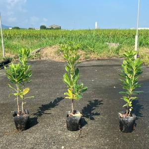 トベラ 樹高0.3m前後 10.5cmポット （100本セット）（送料無料） 苗 植木 苗木 庭