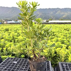 トベラ 樹高0.4m前後 15cmポット （40本セット）（送料無料） 苗 植木 苗木 庭
