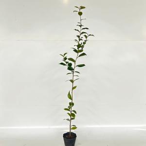 ヤブツバキ 樹高1.0m前後 15cmポット (...の商品画像