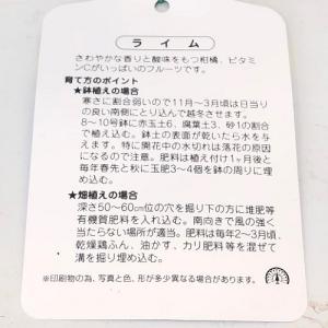 ライム 樹高0.6m前後 15cmポット (3...の詳細画像2