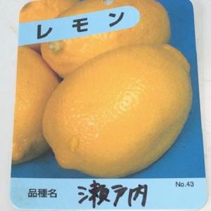 瀬戸内レモン(広島) 樹高0.5m前後 15c...の詳細画像1