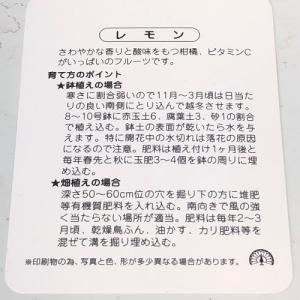 瀬戸内レモン(広島) 樹高0.5m前後 15c...の詳細画像2