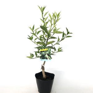 スダチ 樹高0.5m前後 15cmポット (10...の商品画像