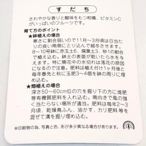 スダチ 樹高0.5m前後 15cmポット (1...の詳細画像2