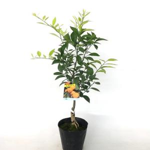 コミカン 小ミカン 樹高0.6m前後 15cmポット （2本セット）（送料無料） 苗 植木 苗木 庭 果樹苗 果樹 木 柑橘