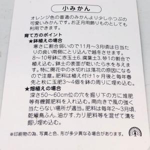 コミカン 小ミカン 樹高0.6m前後 15cm...の詳細画像2
