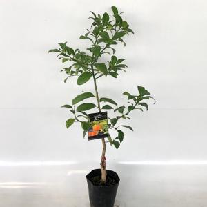 ムシトリナデシコ 9.0cmポット 苗 : トオヤマグリーン - 通販 - Yahoo