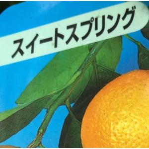 スイートスプリング 樹高0.5m前後 15cmポット （20本セット）（送料無料） お手軽にベランダでも 植木 苗木 庭