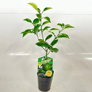 ヘベす（ヘベス） 樹高0.5m前後 15cmポット （ 単 品 ） お手軽に