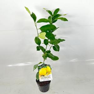 レモン トゲなしマイヤー 樹高0.5m前後 15...の商品画像