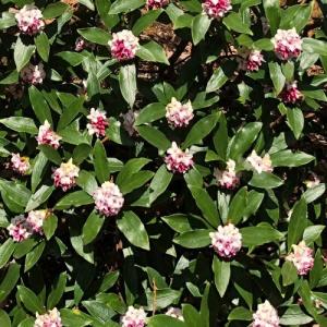 ジンチョウゲ 樹高0.2m前後 13.5cmポ...の詳細画像1