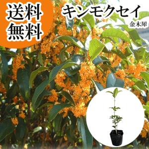 吉本花城園 四季咲きモクセイ 5号ポット苗 苗木 白花 キンモクセイ