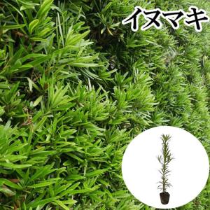 イヌマキ 樹高0.3m前後 10.5cmポット （ 単 品 ） 苗 植木 苗木 庭