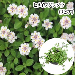 リピア（ヒメイワダレソウ） / 9.0cmポット （ 単 品 ） 苗 植木 苗木 庭 グランドカバー