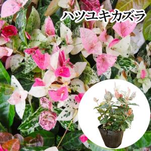ハツユキカズラ / 9.0cmポット （ 単 品 ） 苗 植木 苗木 庭 グランドカバー