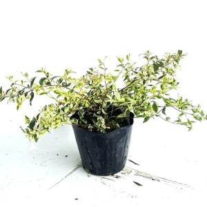 アベリア ホープレイズ / 15cmポット (...の詳細画像1