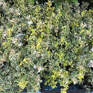 アベリア ホープレイズ / 15cmポット (...の詳細画像2