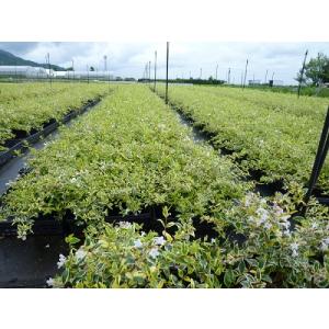 アベリア ホープレイズ / 15cmポット (...の詳細画像3