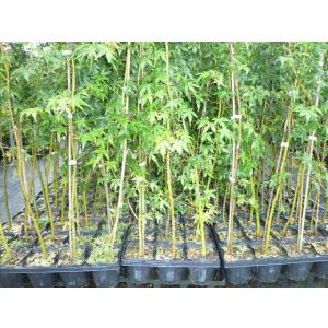 イロハモミジ　樹高　H1.5m イロハモミジ（株立） 5m – 安藤苗圃