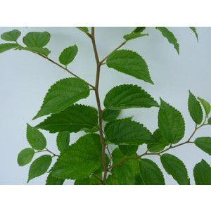 エノキ 樹高0.5m前後 10.5cmポット （ 単 品 ）  苗 植木 苗木 庭