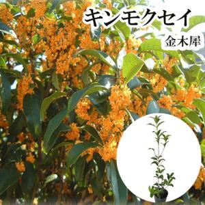 キンモクセイ 樹高0.5m前後 15cmポット （ 単 品 ）  苗