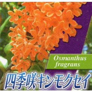 キンモクセイ （ 金木犀 ） 15cmポット苗 : 花と緑の専門店 土っ子