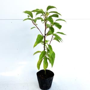 トキワマンサク（赤葉赤花） 樹高1.0m前後 18cmポット （ 単 品 ） 苗