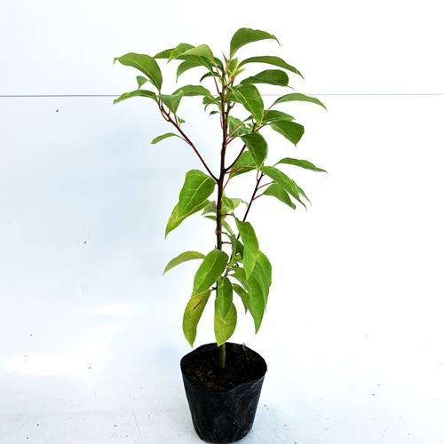 クスノキ 樹高0.3m前後 10.5cmポット （ 単 品 ）  苗 植木 苗木 庭