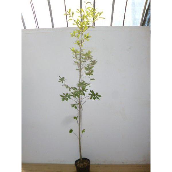 コナラ 樹高1.5m前後 15〜18cmポット （ 単 品 ）（送料無料）  苗 植木 苗木 庭