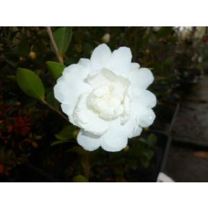 サザンカ(白花)アサクラ 樹高0.4m前後 10...の商品画像