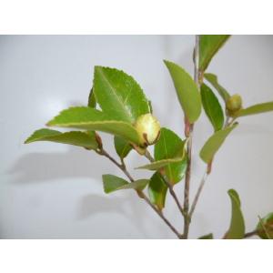 サザンカ(白花)アサクラ 樹高0.4m前後 1...の詳細画像1