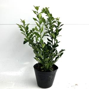 サルココッカ (大) 樹高0.3m前後 15cmポット （15本セット）（送料無料