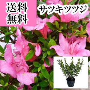 サツキツツジ(さつき) 樹高0.25m前後 12...の商品画像